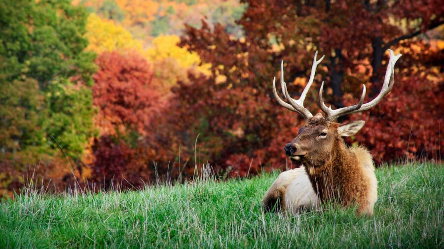 Elk Relaxing at Dogwood Canyon