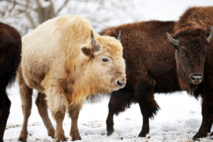 White Bison - Takoda