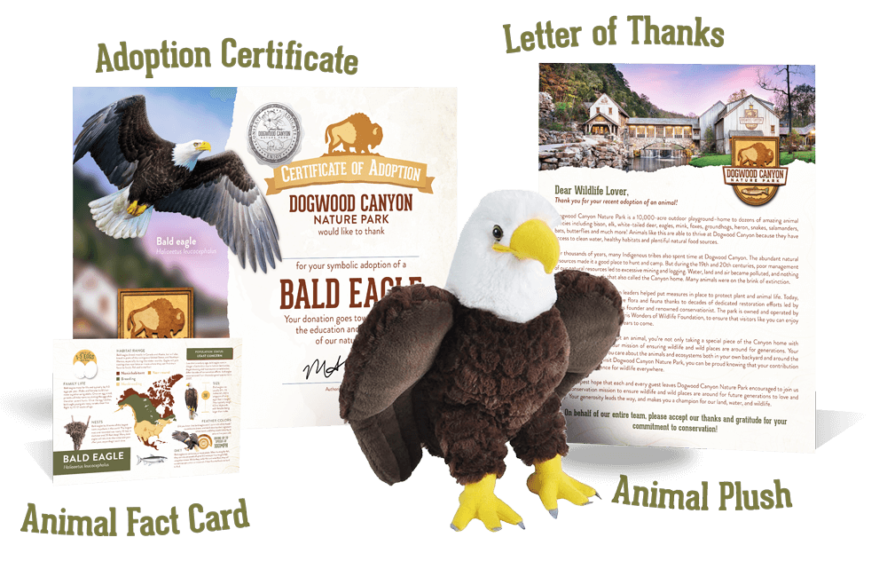 Eagle Adoption Package