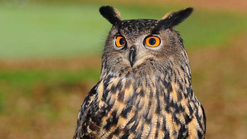 european-eagle-owl-2010346_1920 european-eagle-owl-2010346_1920