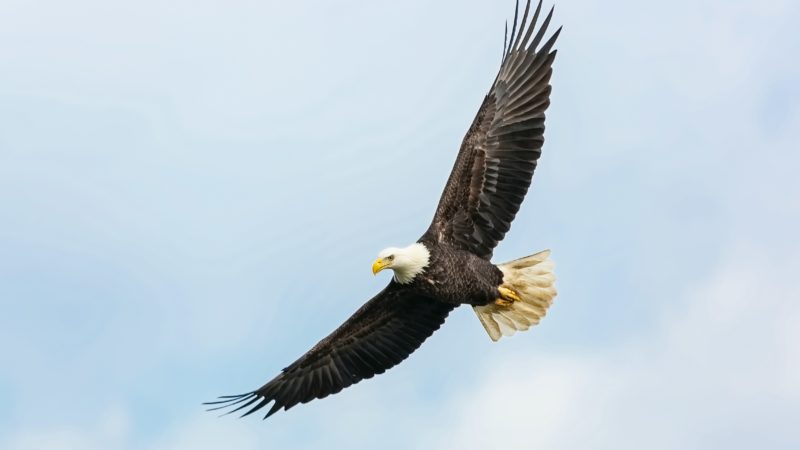 Flying Eagle