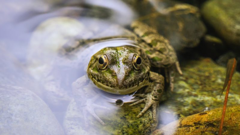 pexels-fatih-sağlambilen-1888839 frog