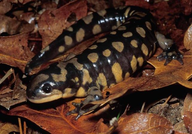 eastern_tiger_salamander_1-2-15_4