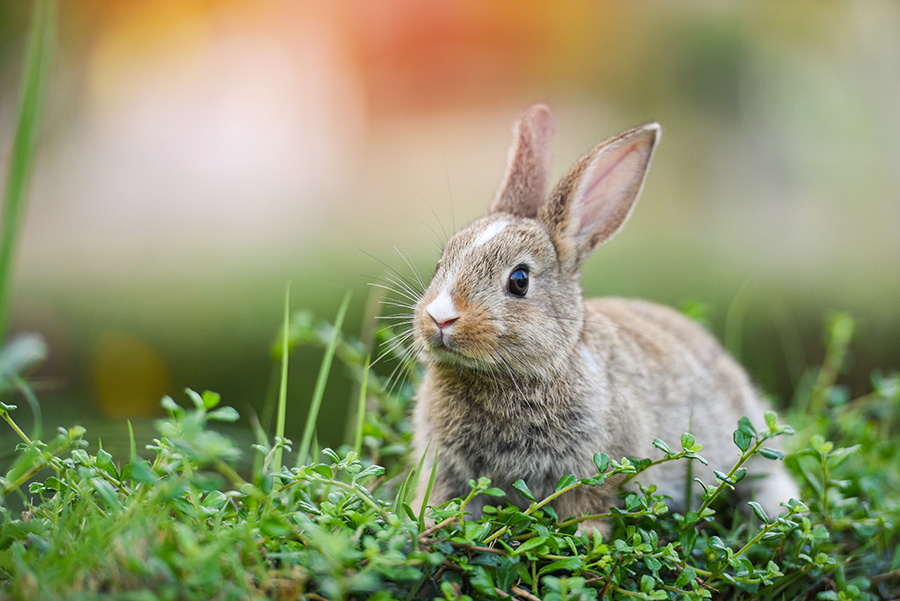 Cute rabbit sitting on green field spring meadow / Easter bunny hunt for easter egg on grass and flower outdoor nature background