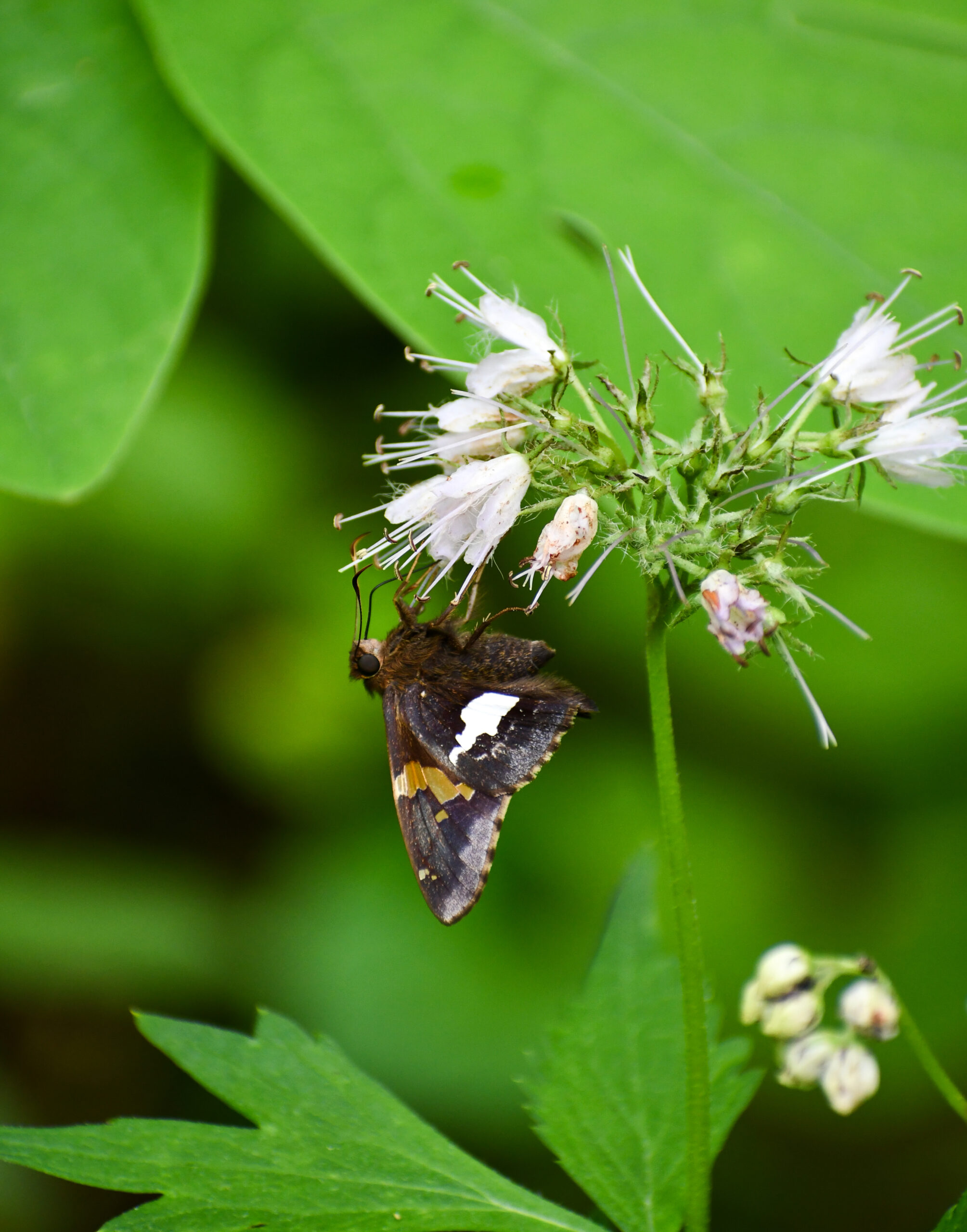 What's the Buzz on Unusual Pollinators? | Dogwood Canyon