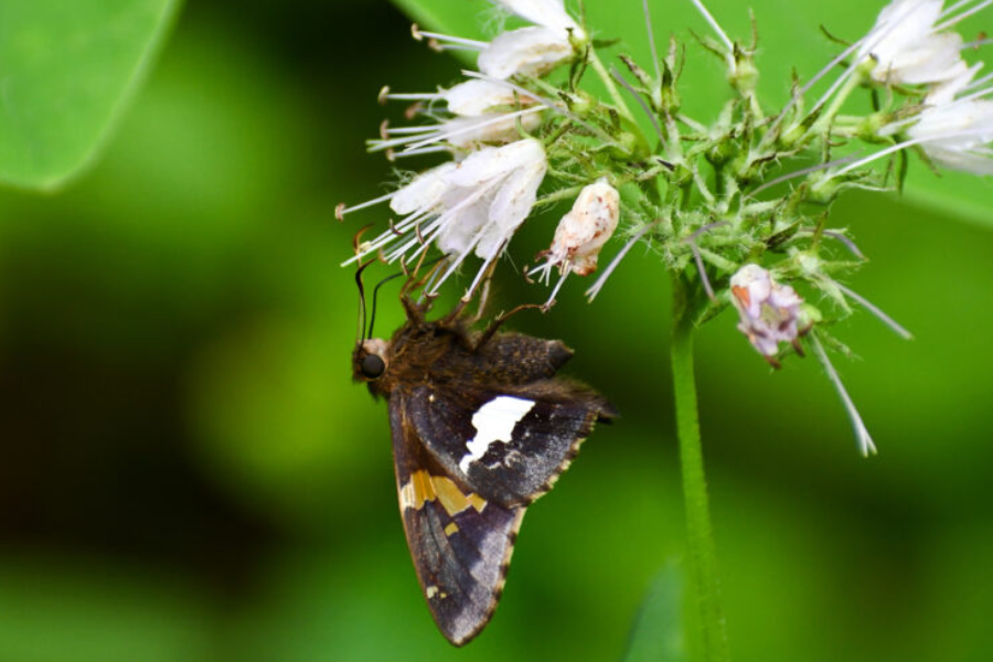 What's the Buzz on Unusual Pollinators? | Dogwood Canyon