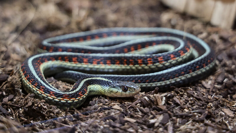 Web JPG-2024_DogwoodCanyon_Wildlife_Snakes_31