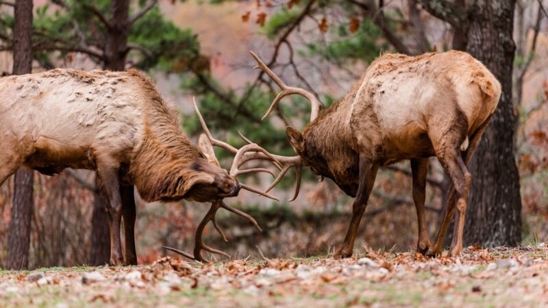 Annette Keeter UGC DWC Fall elk fight