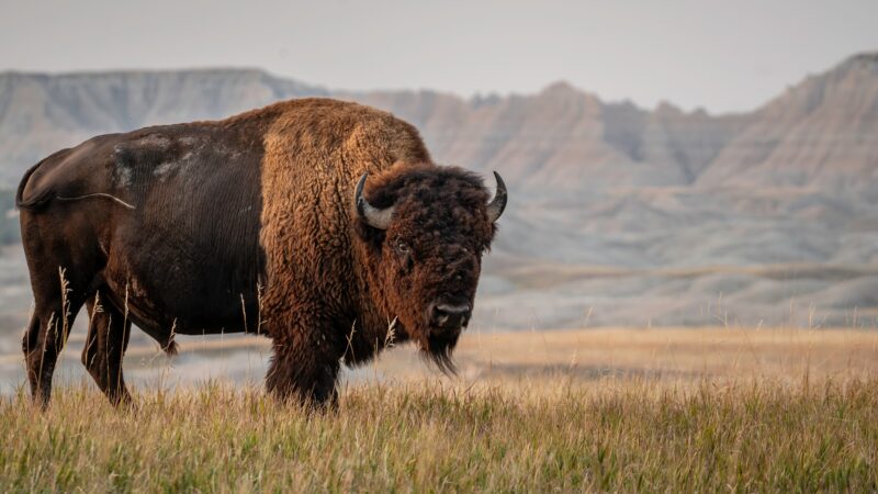 American,Bison,In,South,Dakota American,Bison,In,South,Dakota