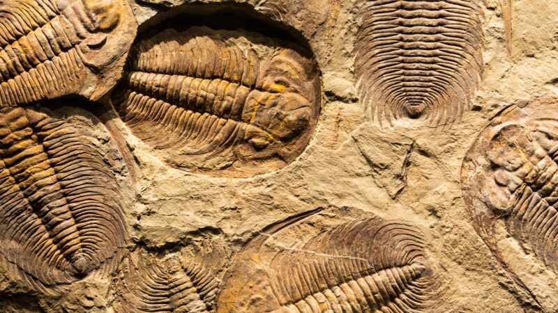 Fossil,Of,Trilobite,-,Acadoparadoxides,Briareus,-,Ancient,Fossilized,Arthropod
