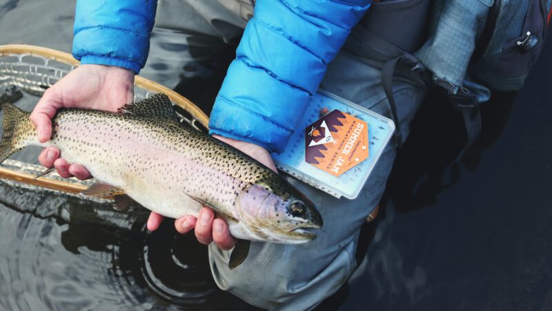 trout fishing