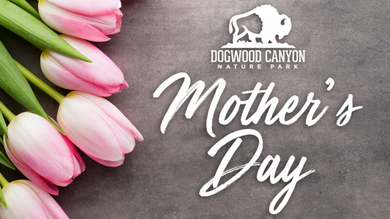 2025_DWC_MothersDay_HeaderFIX_1920x1005 2025_DWC_MothersDay_HeaderFIX_1920x1005