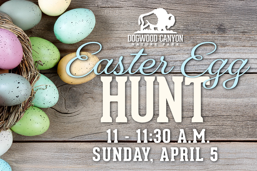 Dogwood Canyon Easter Egg hunt 11 - 11:30 a.m. Sunday, April 5