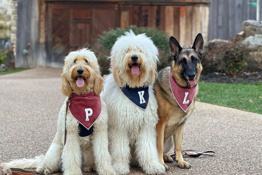 Three happy dogs with bandanas of "P", "K", "L" around their necks.
