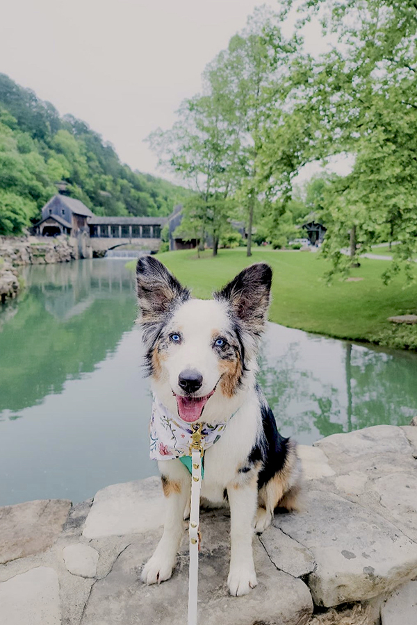 An Australian shepherd dog sits on a stone bridge overlooking a waterway smiling at the camera with the Dogwood Canyon Mill & Canyon Grill in the background.
